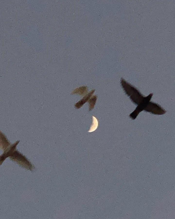 Πρώτο Τέταρτο Σελήνης